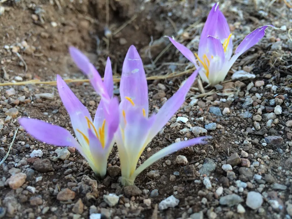Zafferano a Consuegra