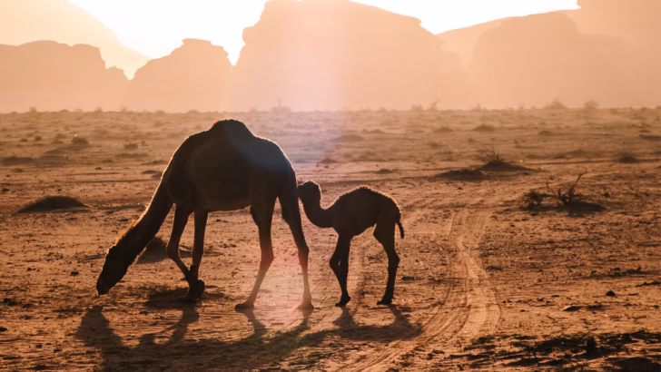 9 cose pi&ugrave; belle da vedere in Giordania