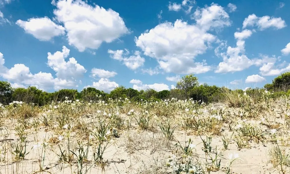spiaggia-gay-terzo-cavone-scanzano-spiagge-gay-basilicata