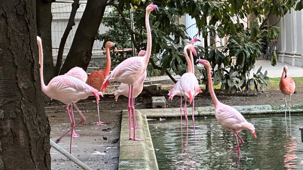 I fenicotteri rosa di Villa Invernizzi a Milano: un gruppo di eleganti fenicotteri si muove tra il giardino e il laghetto di questa storica villa, un angolo nascosto e affascinante nel cuore della citt&agrave;.
