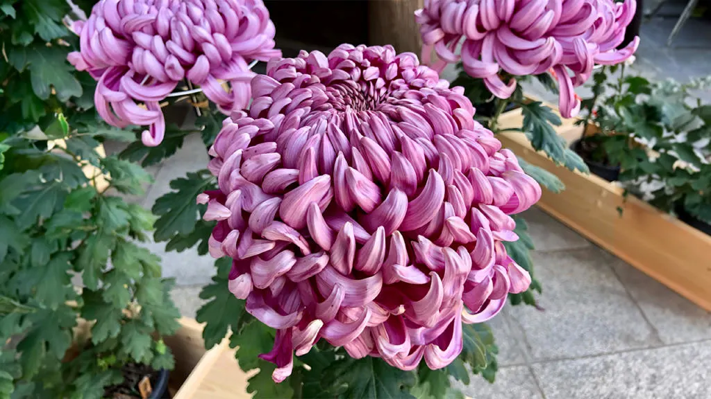 mostra di crisantemi al meiji jingu migliori quartieri di tokyo itinerario completo giappone