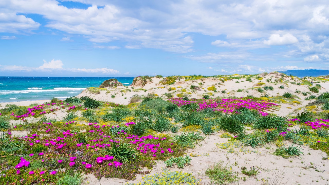 Dune sabbiose coperte di fiori selvatici color fucsia e giallo si estendono verso un mare turchese e mosso, sotto un cielo azzurro con nuvole sparse sulla spiaggia di Platamona in Sardegna.