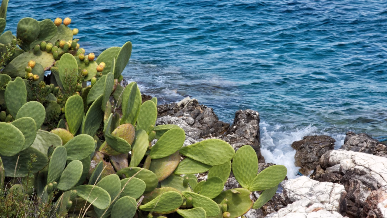 Piante di fichi d&rsquo;India crescono rigogliose su una scogliera affacciata sul mare turchese di Lipari, con onde leggere che si infrangono sulle rocce sottostanti.