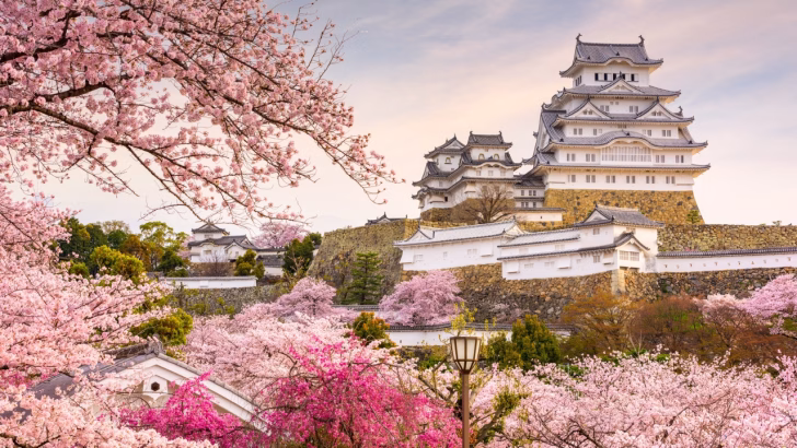 Il Castello di Himeji in Giappone circondato da ciliegi in fiore durante la stagione dell&rsquo;hanami, con i petali rosa che creano un&rsquo;atmosfera incantevole intorno alla storica fortezza.