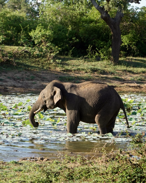 Elefante al parco nazionale di Minneriya vicino Sigiriya dove &egrave; possibile fare dei safari