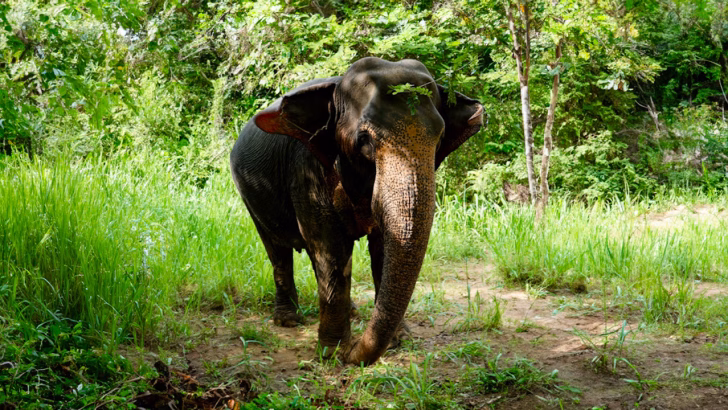 Uno degli elefanti dell'Elephant Freedom Project in Sri Lanka