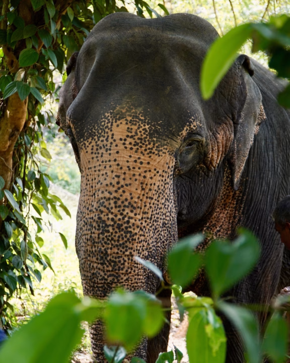 Uno degli elefanti dell'Elephant Freedom Project durante una passeggiata nella giungla