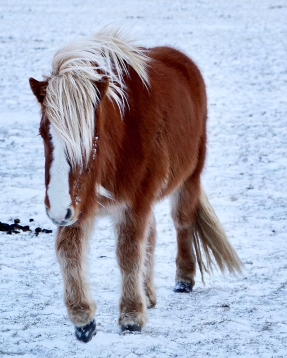 Cavallo islandese nel Golden Circle d&rsquo;Islanda durante l&rsquo;inverno