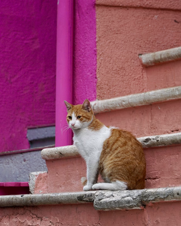 Gatto randagio arancione e bianco seduto su una scalinata rosa nel quartiere Balat di Istanbul, famoso per i suoi edifici colorati e l&rsquo;atmosfera artistica.